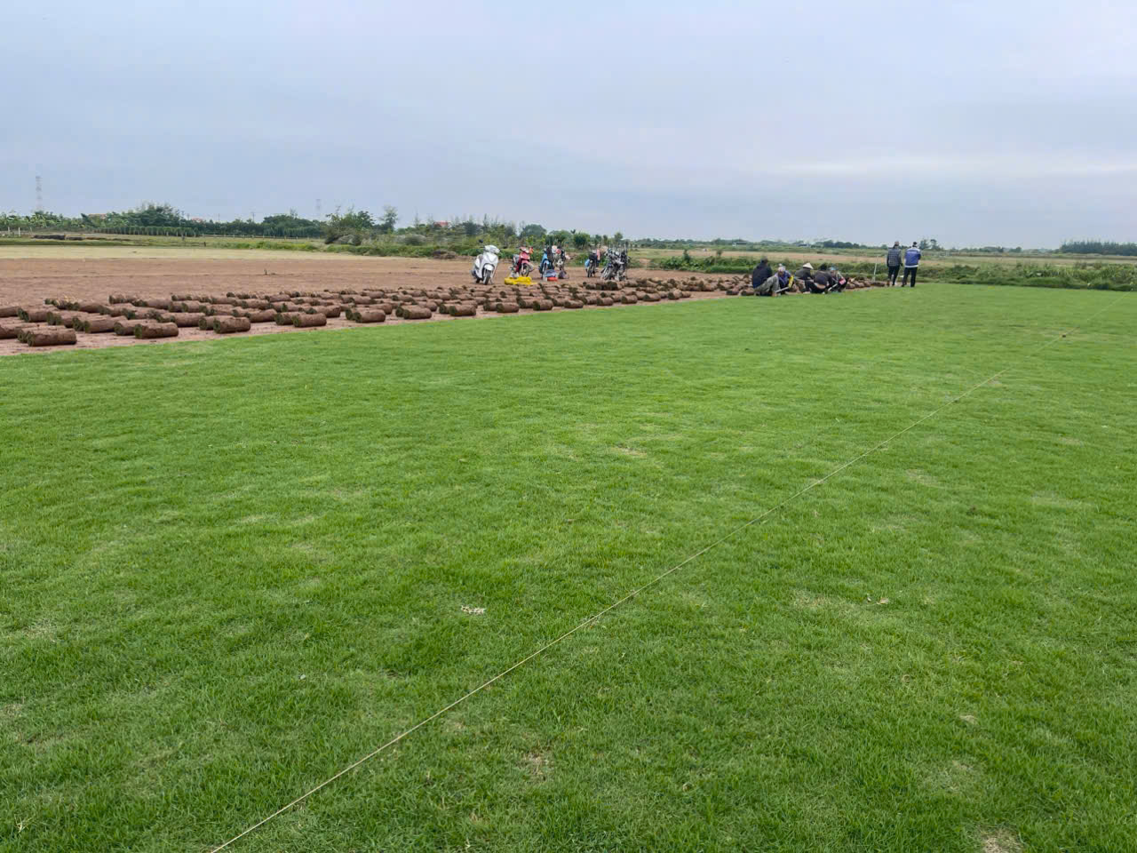 Cây Bàng Đài Loan