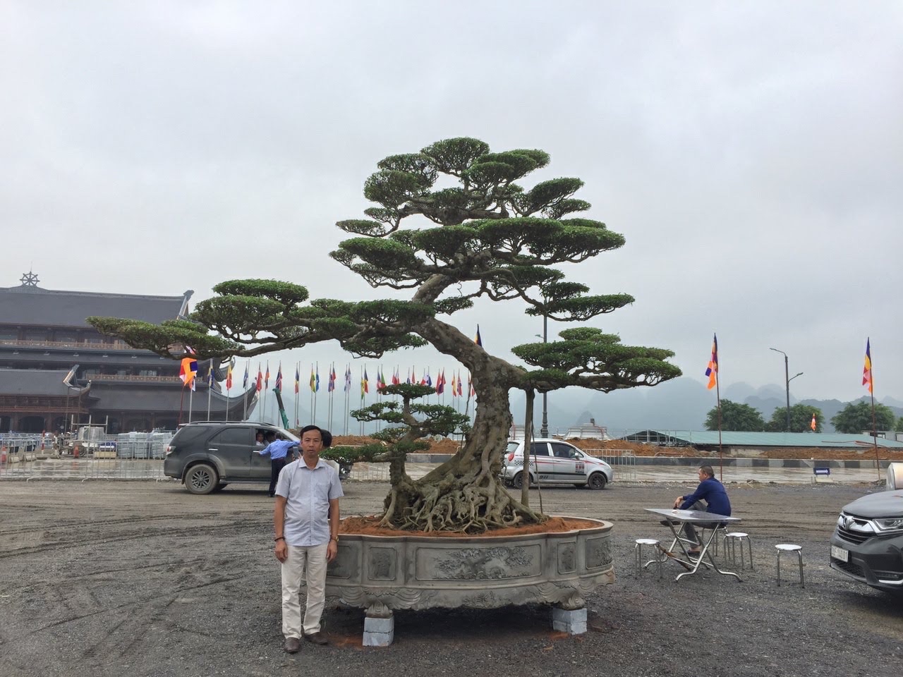 Cây Sanh Nam Điền