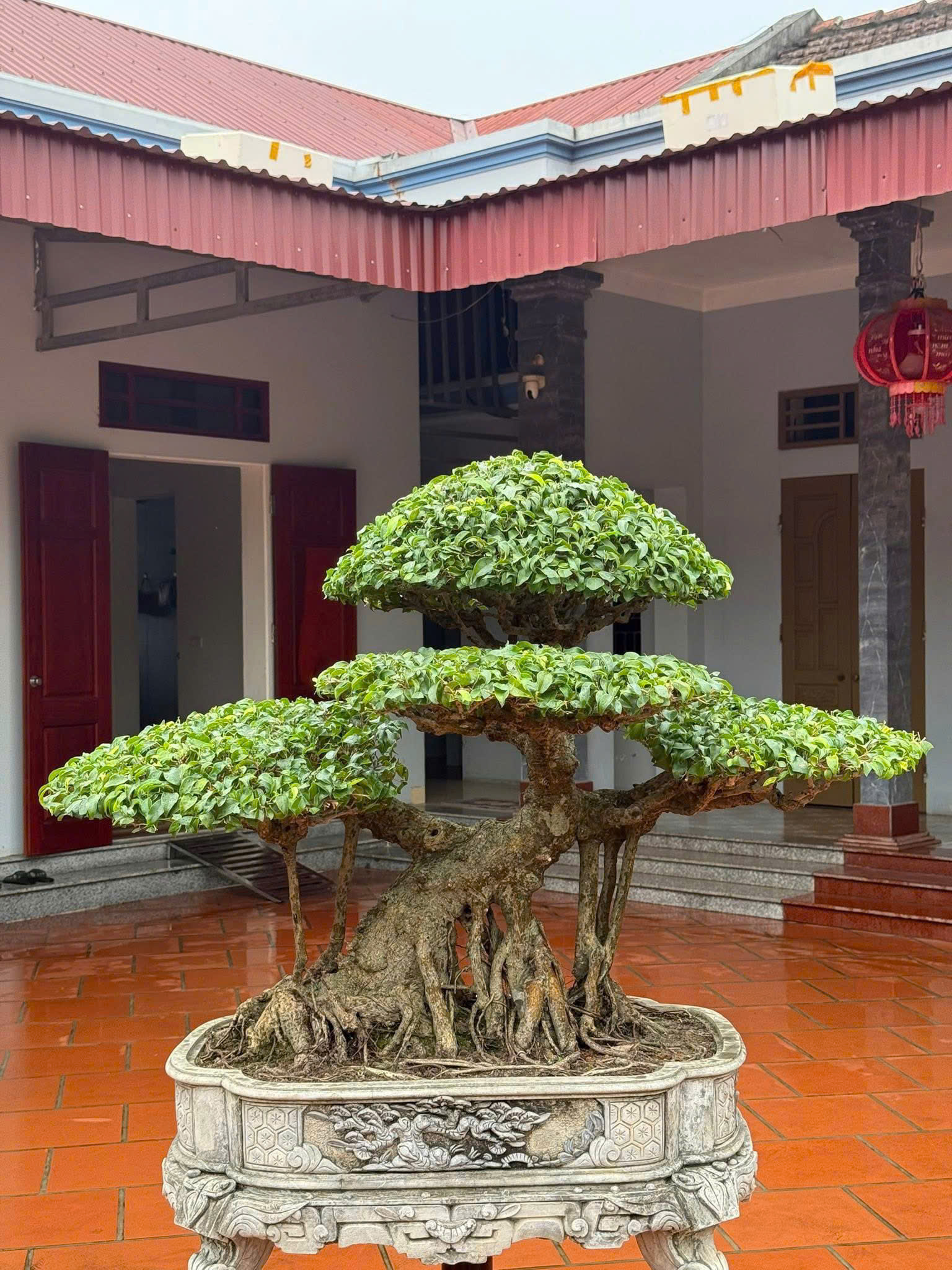 Bonsai