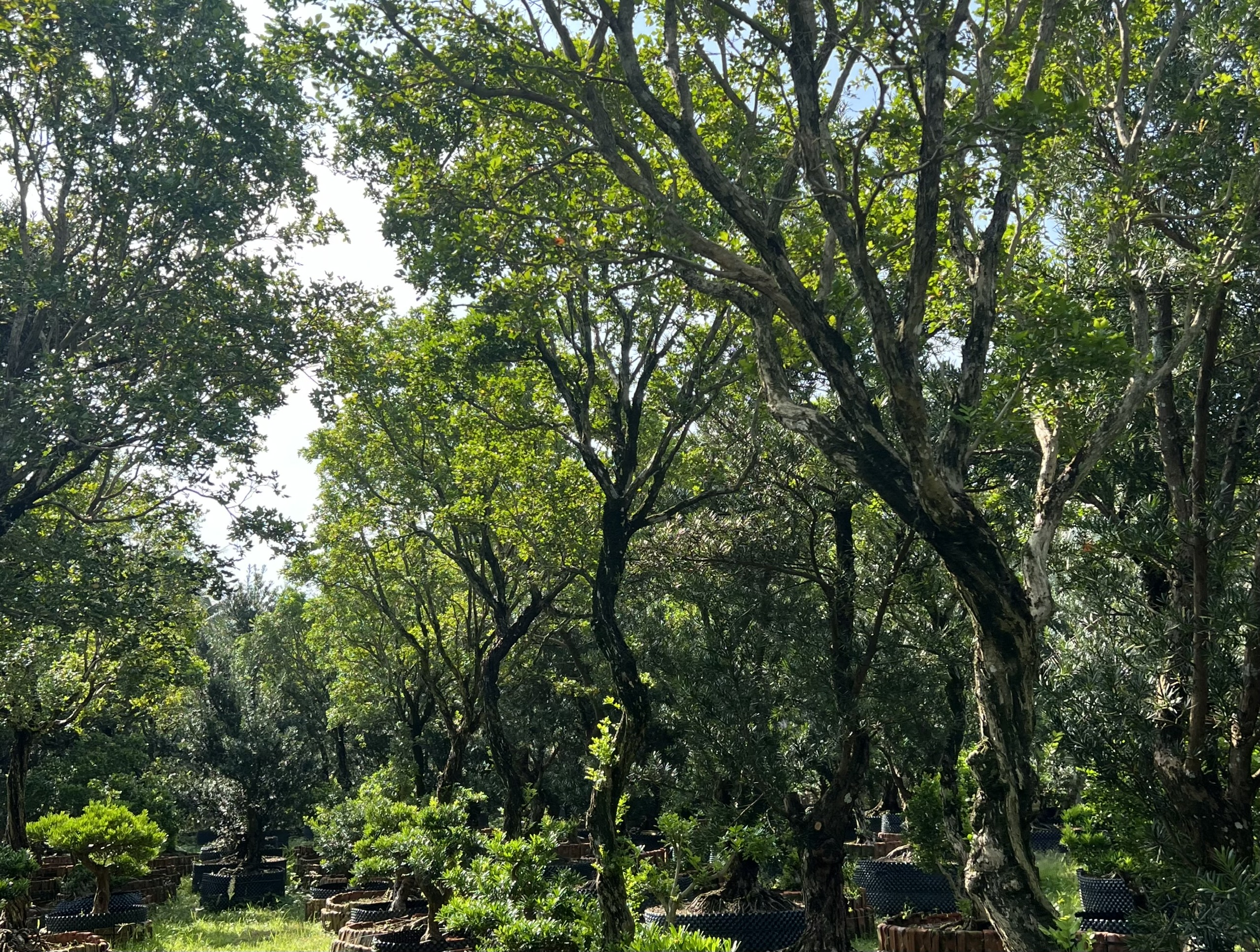 Vườn ươm cây xanh lớn