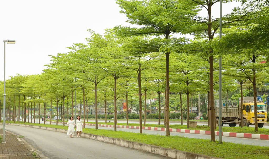 Cây Mai Chiếu Thủy