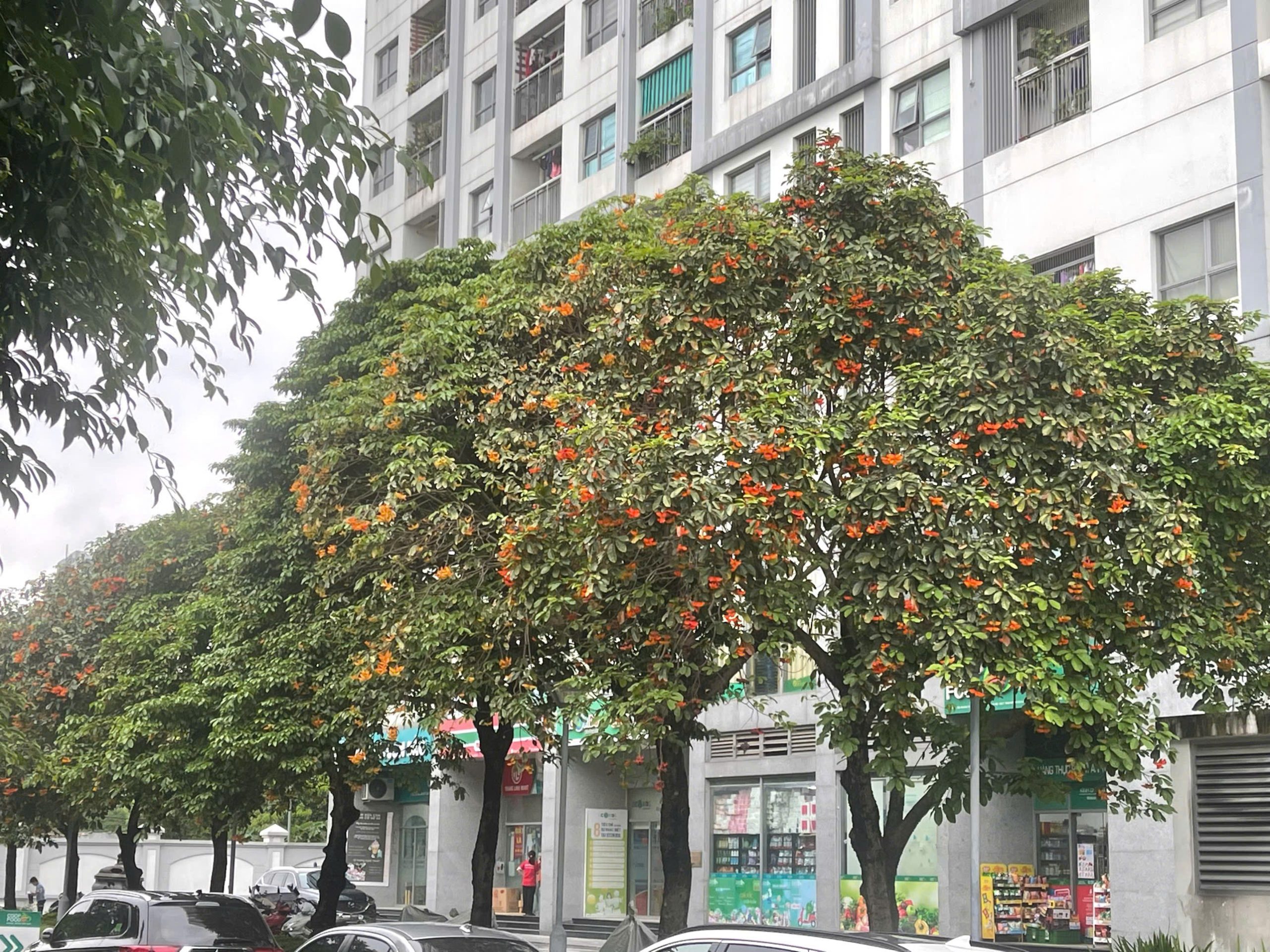 Cây Lộc Vừng